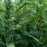 皖芝12号白芝麻种子三系杂交抗旱抗倒抗病高产农家大田