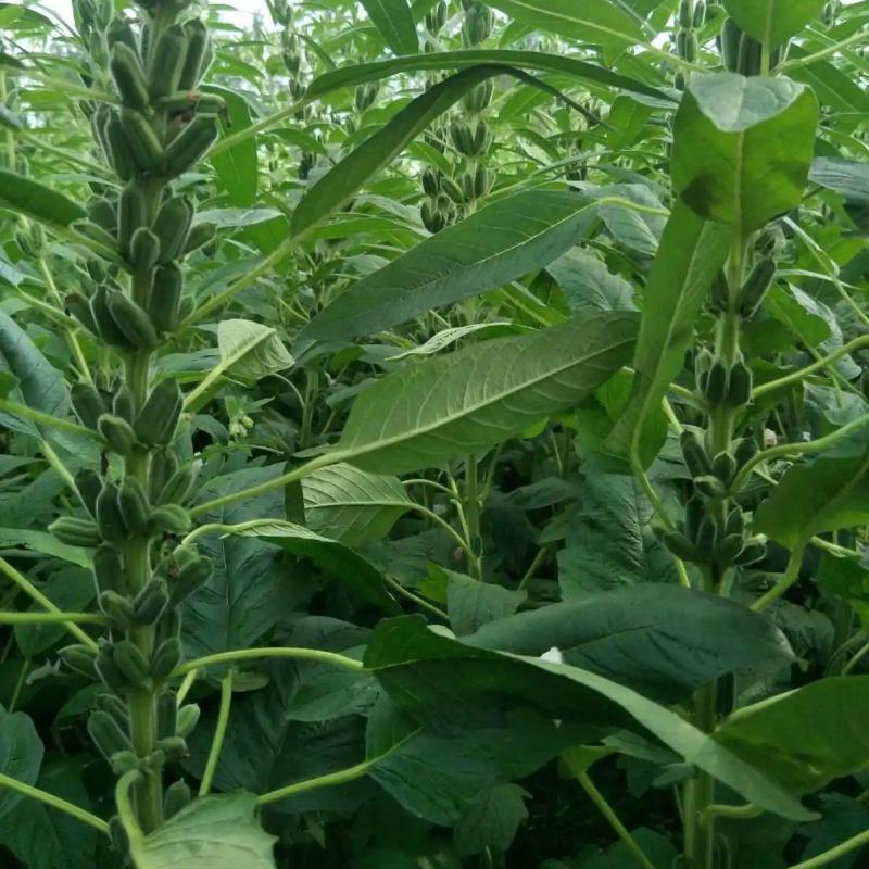 皖芝12号白芝麻种子三系杂交抗旱抗倒抗病高产农家大田