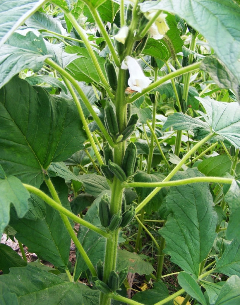 皖芝12号白芝麻种子三系杂交抗旱抗倒抗病高产农家大田