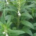皖芝12号白芝麻种子三系杂交抗旱抗倒抗病高产农家大田