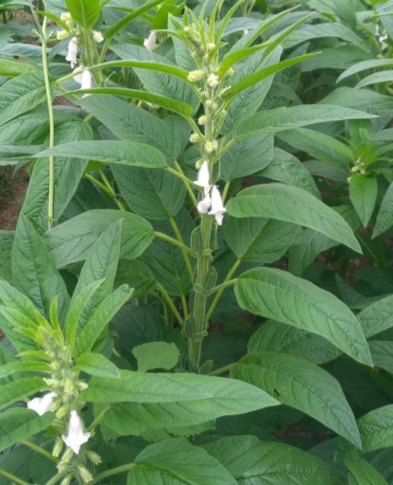 皖芝12号白芝麻种子三系杂交抗旱抗倒抗病高产农家大田