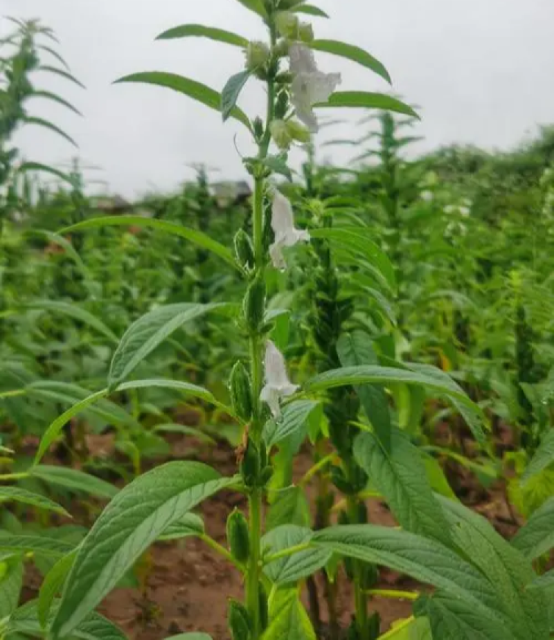 皖芝12号白芝麻种子三系杂交抗旱抗倒抗病高产农家大田