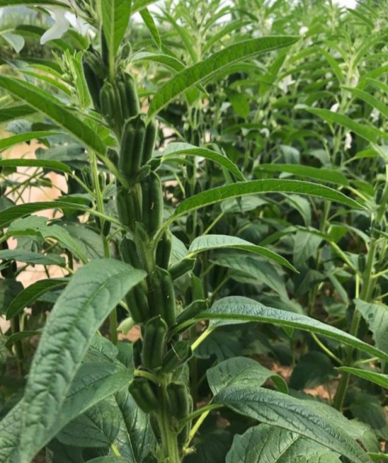 皖芝12号白芝麻种子三系杂交抗旱抗倒抗病高产农家大田