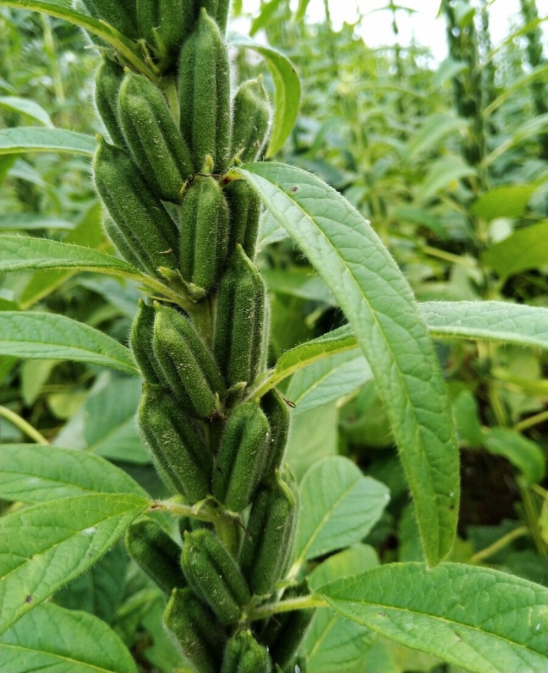 皖芝12号白芝麻种子三系杂交抗旱抗倒抗病高产农家大田