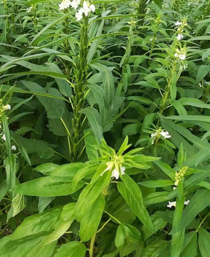 皖芝12号白芝麻种子三系杂交抗旱抗倒抗病高产农家大田