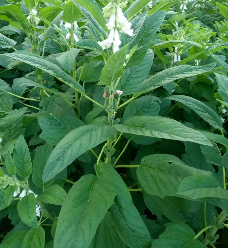 皖芝12号白芝麻种子三系杂交抗旱抗倒抗病高产农家大田
