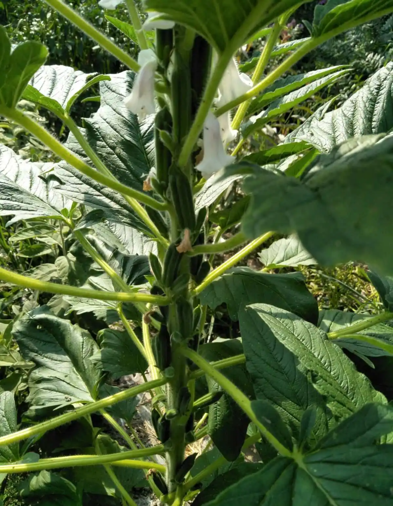 皖芝12号白芝麻种子三系杂交抗旱抗倒抗病高产农家大田