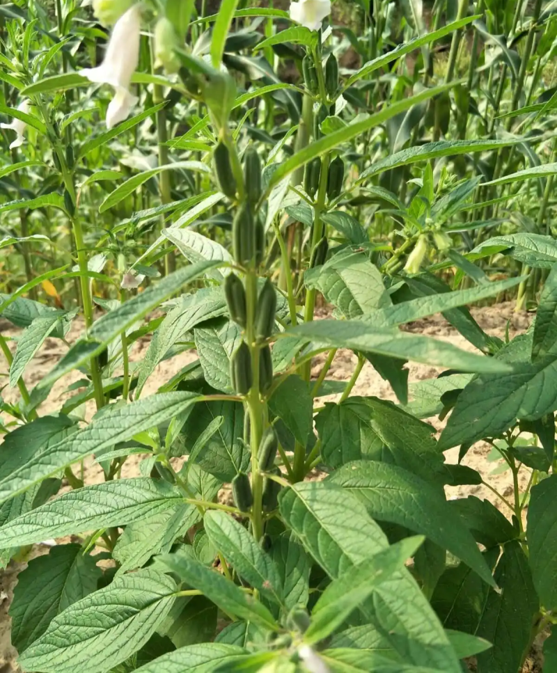 皖芝12号白芝麻种子三系杂交抗旱抗倒抗病高产农家大田