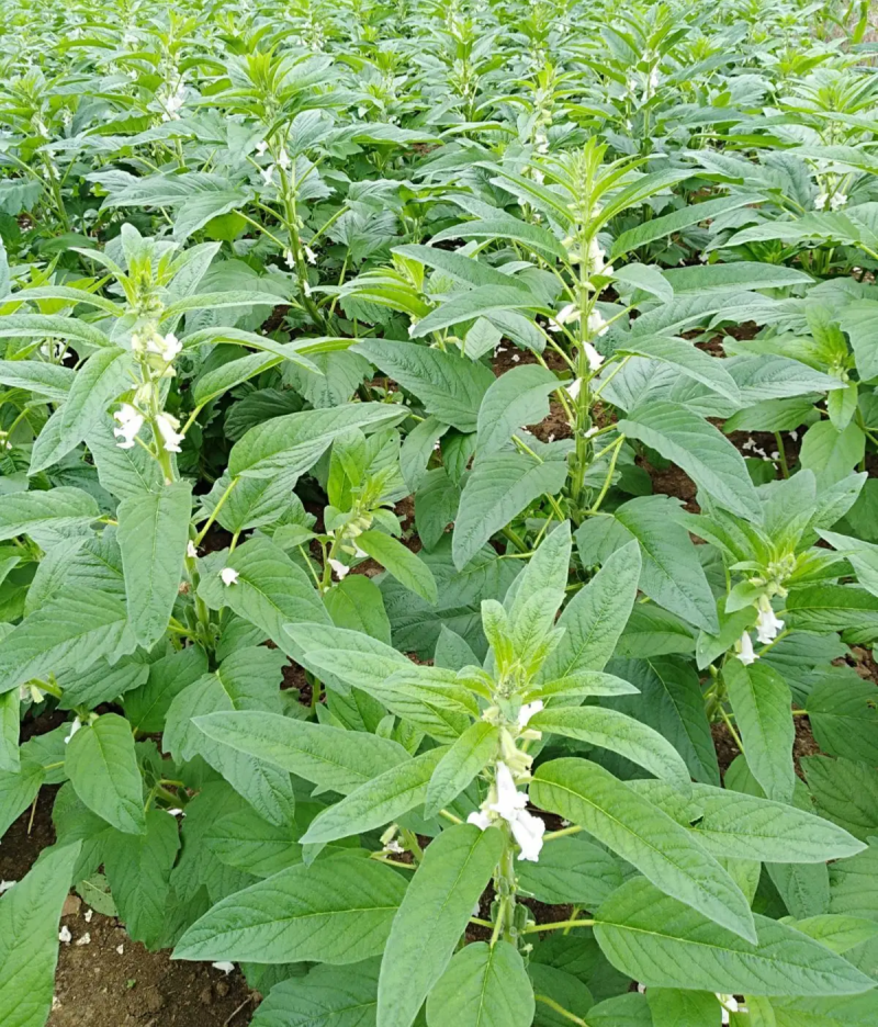 皖芝12号白芝麻种子三系杂交抗旱抗倒抗病高产农家大田