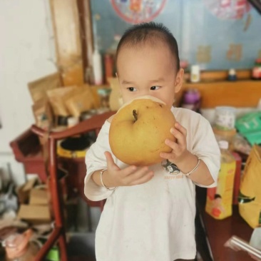 晚秋黄梨5两起步果汁罐头果。恒温库储存，常年有货！