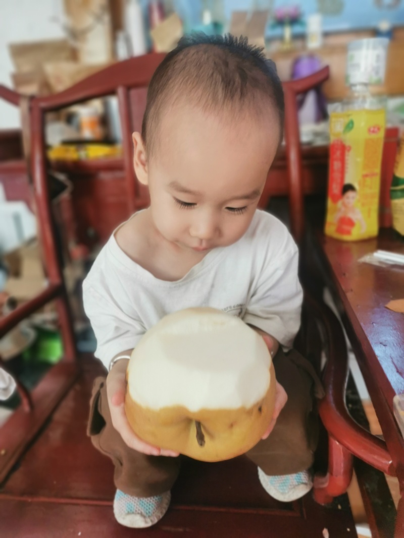 晚秋黄梨5两起步果汁罐头果。恒温库储存，常年有货！