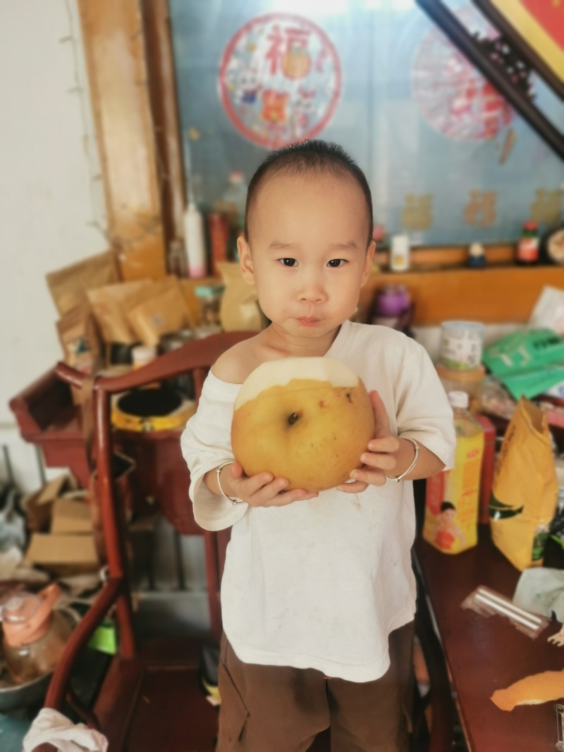 晚秋黄梨5两起步果汁罐头果。恒温库储存，常年有货！