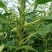 豫黑芝100黑芝麻种子耐重茬抗倒耐旱高品质高产高