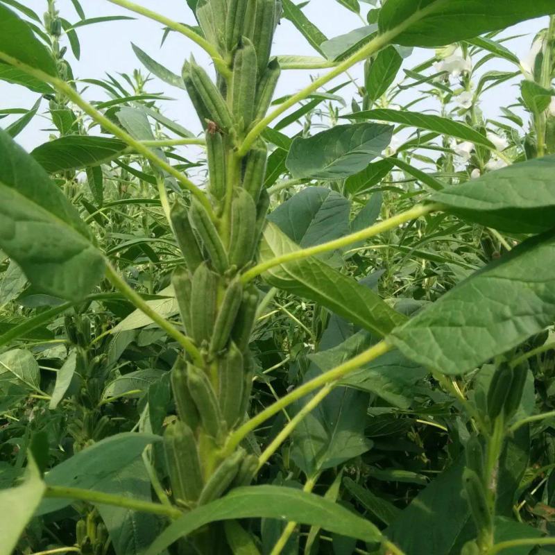 豫黑芝100黑芝麻种子耐重茬抗倒耐旱高品质高产高