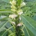 豫黑芝100黑芝麻种子耐重茬抗倒耐旱高品质高产高