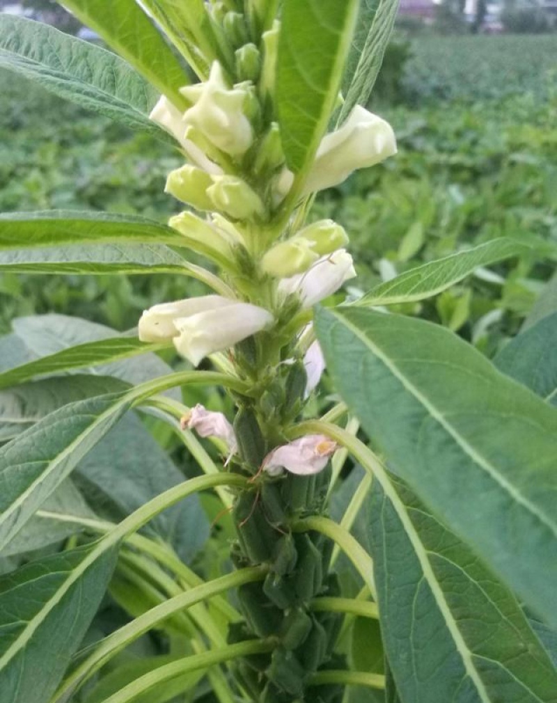 豫黑芝100黑芝麻种子耐重茬抗倒耐旱高品质高产高