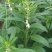 豫黑芝100黑芝麻种子耐重茬抗倒耐旱高品质高产高