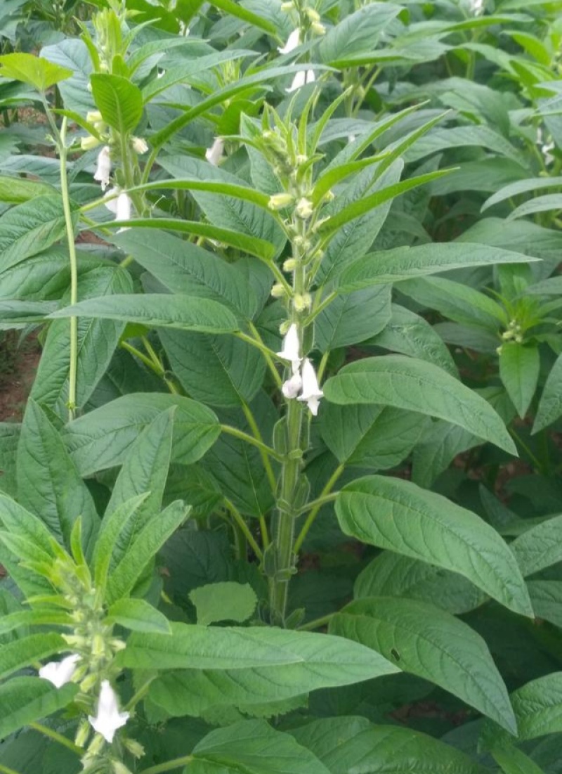 豫黑芝100黑芝麻种子耐重茬抗倒耐旱高品质高产高