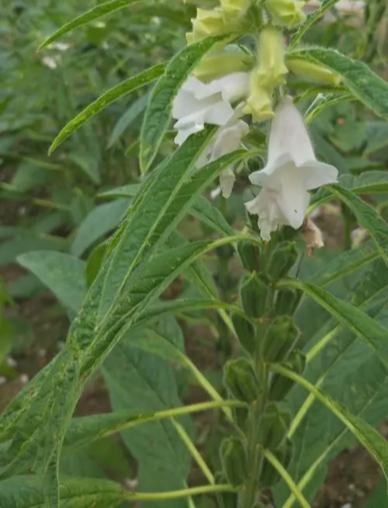 豫黑芝100黑芝麻种子耐重茬抗倒耐旱高品质高产高
