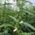 豫黑芝100黑芝麻种子耐重茬抗倒耐旱高品质高产高