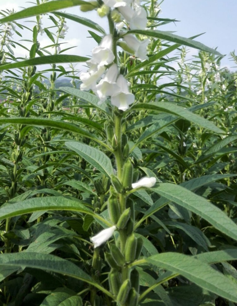 豫黑芝100黑芝麻种子耐重茬抗倒耐旱高品质高产高