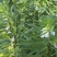 豫黑芝100黑芝麻种子耐重茬抗倒耐旱高品质高产高