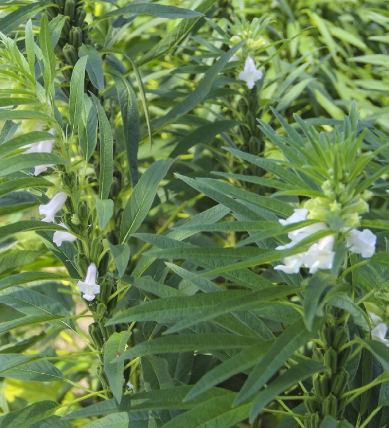 豫黑芝100黑芝麻种子耐重茬抗倒耐旱高品质高产高