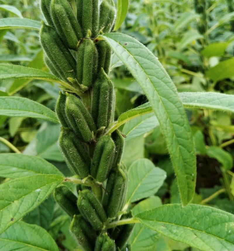 豫黑芝100黑芝麻种子耐重茬抗倒耐旱高品质高产高
