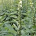 豫黑芝100黑芝麻种子耐重茬抗倒耐旱高品质高产高