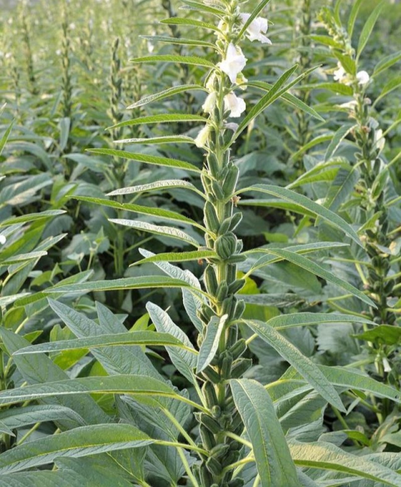 豫黑芝100黑芝麻种子耐重茬抗倒耐旱高品质高产高