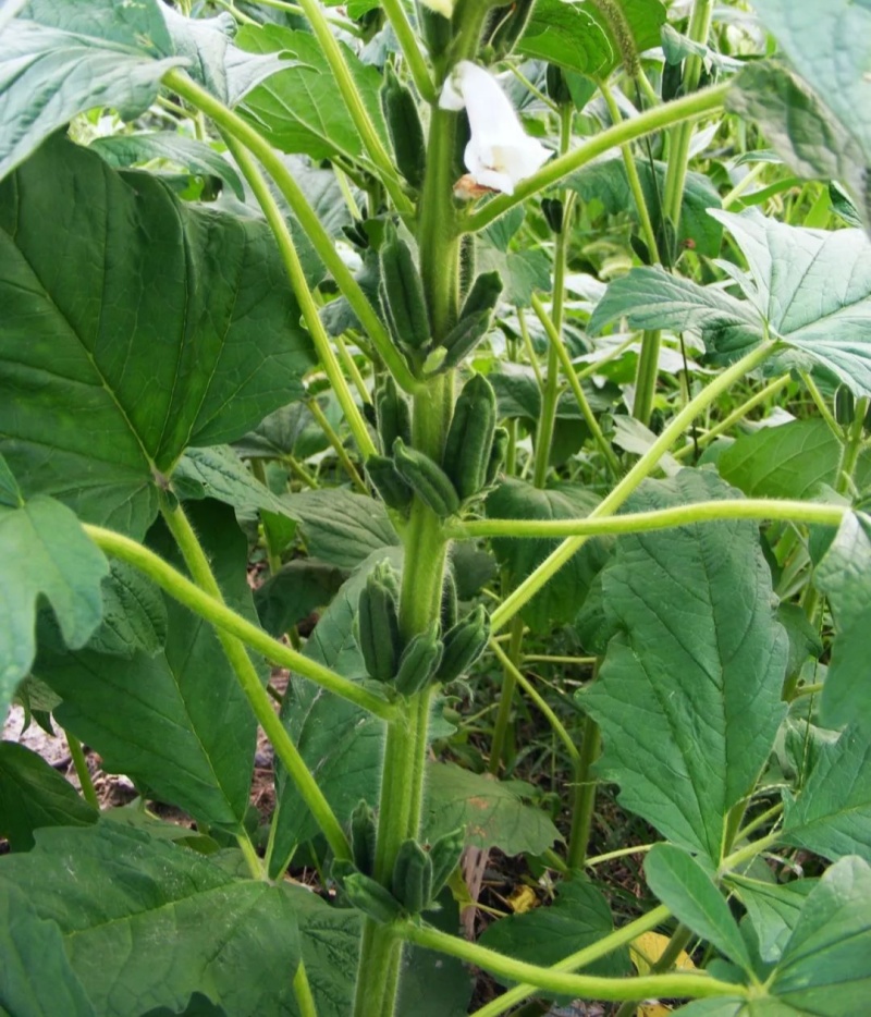 豫黑芝100黑芝麻种子耐重茬抗倒耐旱高品质高产高