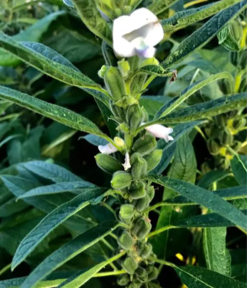 豫黑芝100黑芝麻种子耐重茬抗倒耐旱高品质高产高