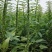 豫黑芝100黑芝麻种子耐重茬抗倒耐旱高品质高产高