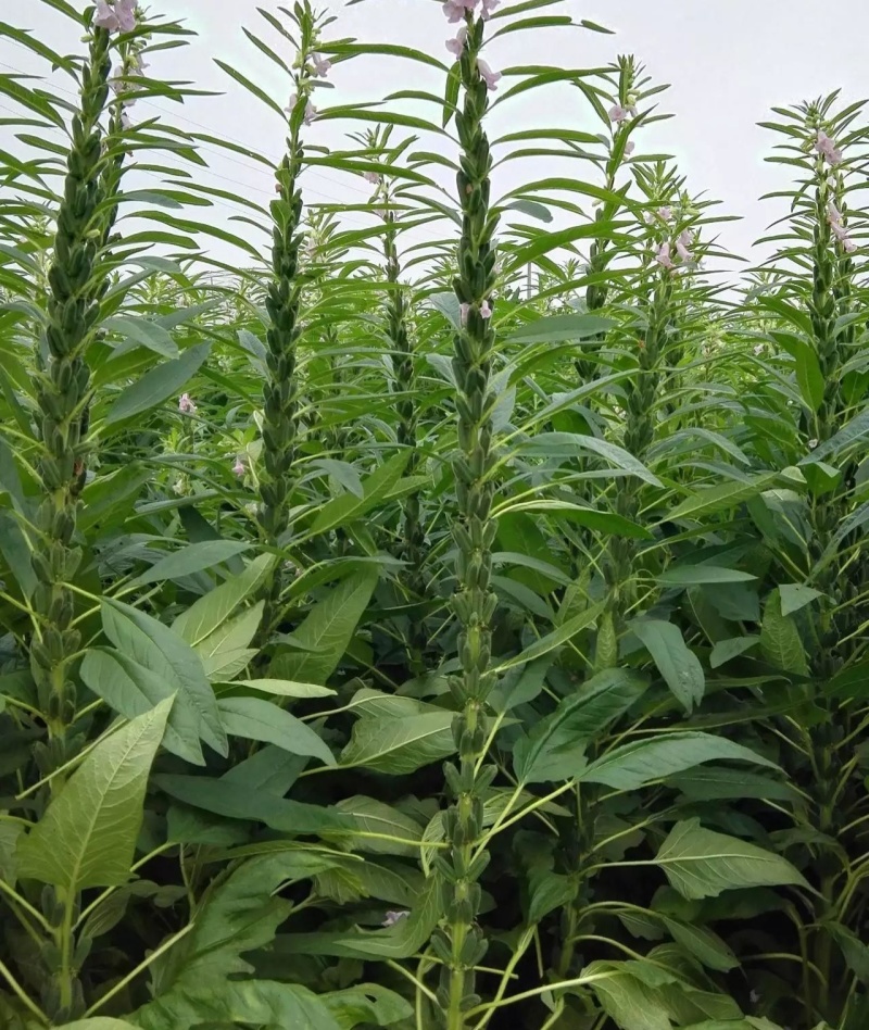 豫黑芝100黑芝麻种子耐重茬抗倒耐旱高品质高产高