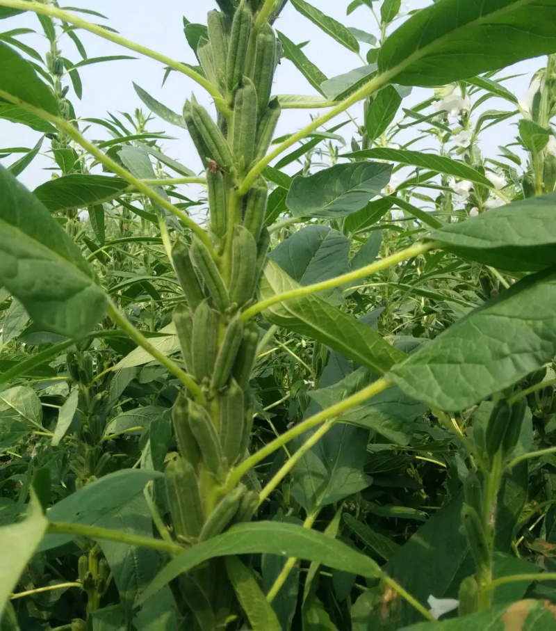 豫黑芝100黑芝麻种子耐重茬抗倒耐旱高品质高产高
