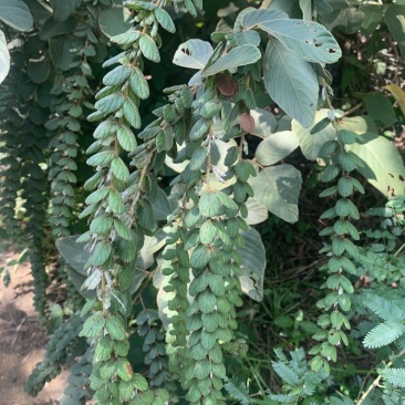 排钱草