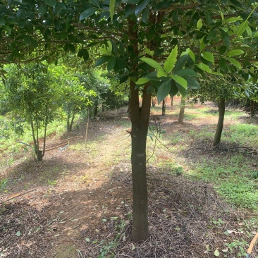 黄金山竹成年结果树