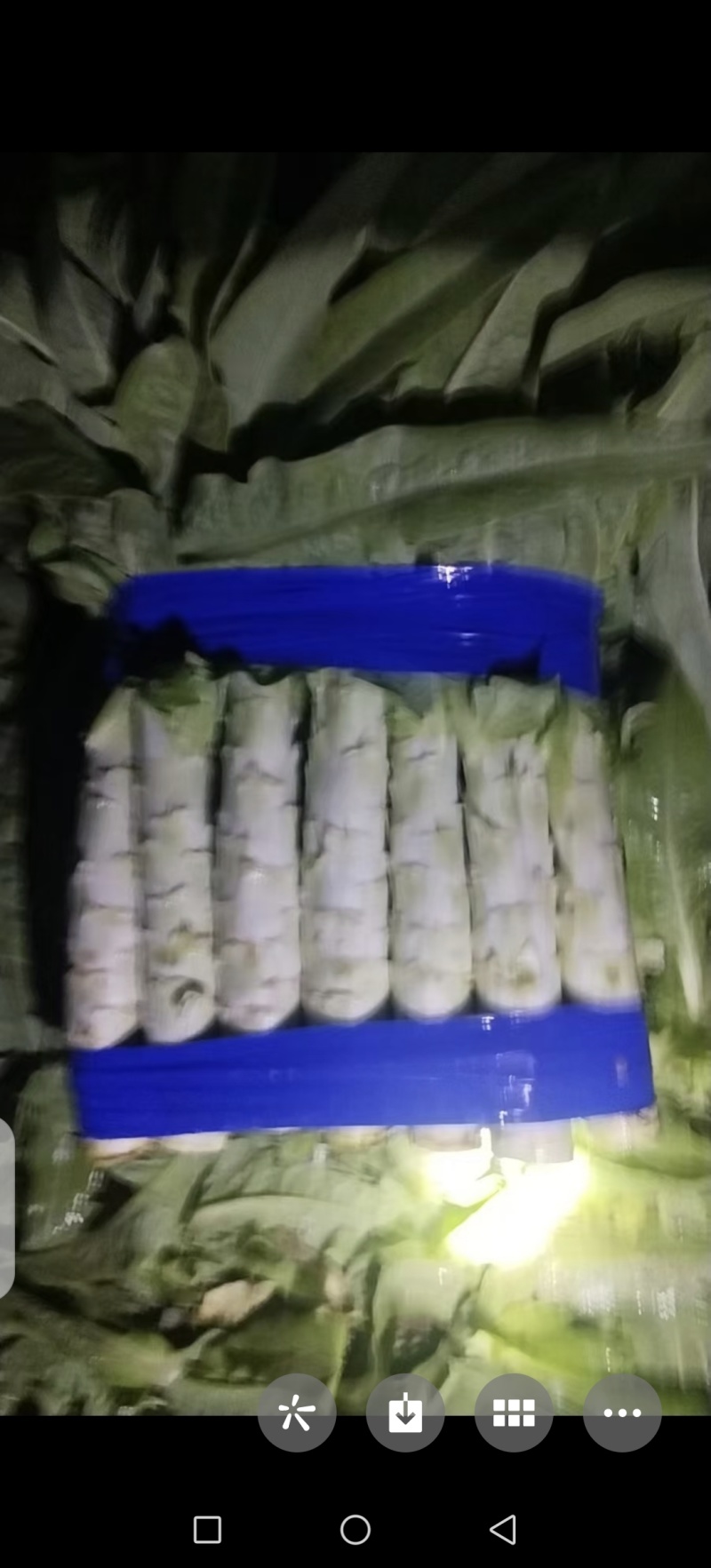 青皮莴苣精品莴苣，山东莴苣货源充足质量保证欢迎咨询