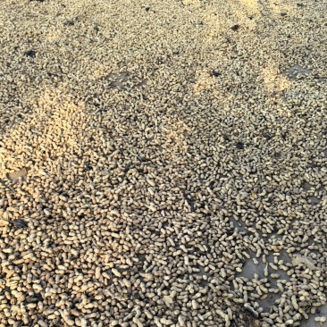 鲜花生24年现挖红皮白皮脆嫩好吃