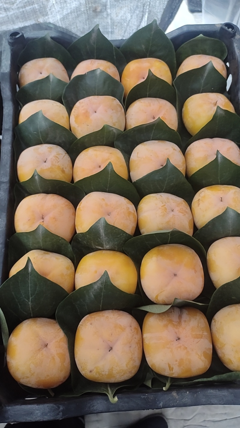 脆柿子