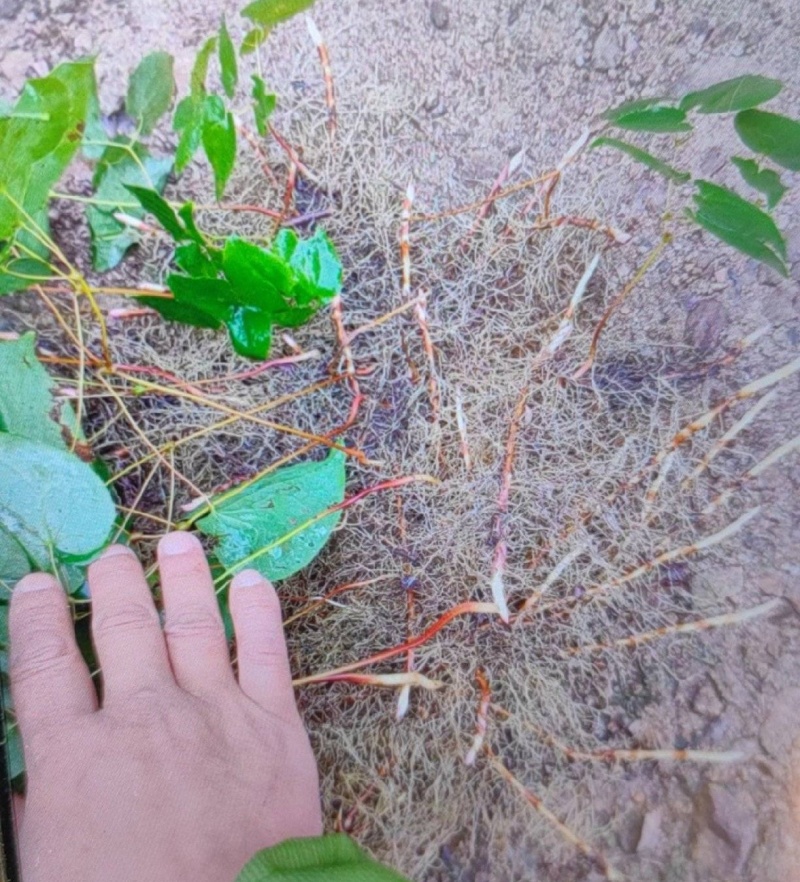 淫羊藿鲜根栽子淫羊藿种苗批发