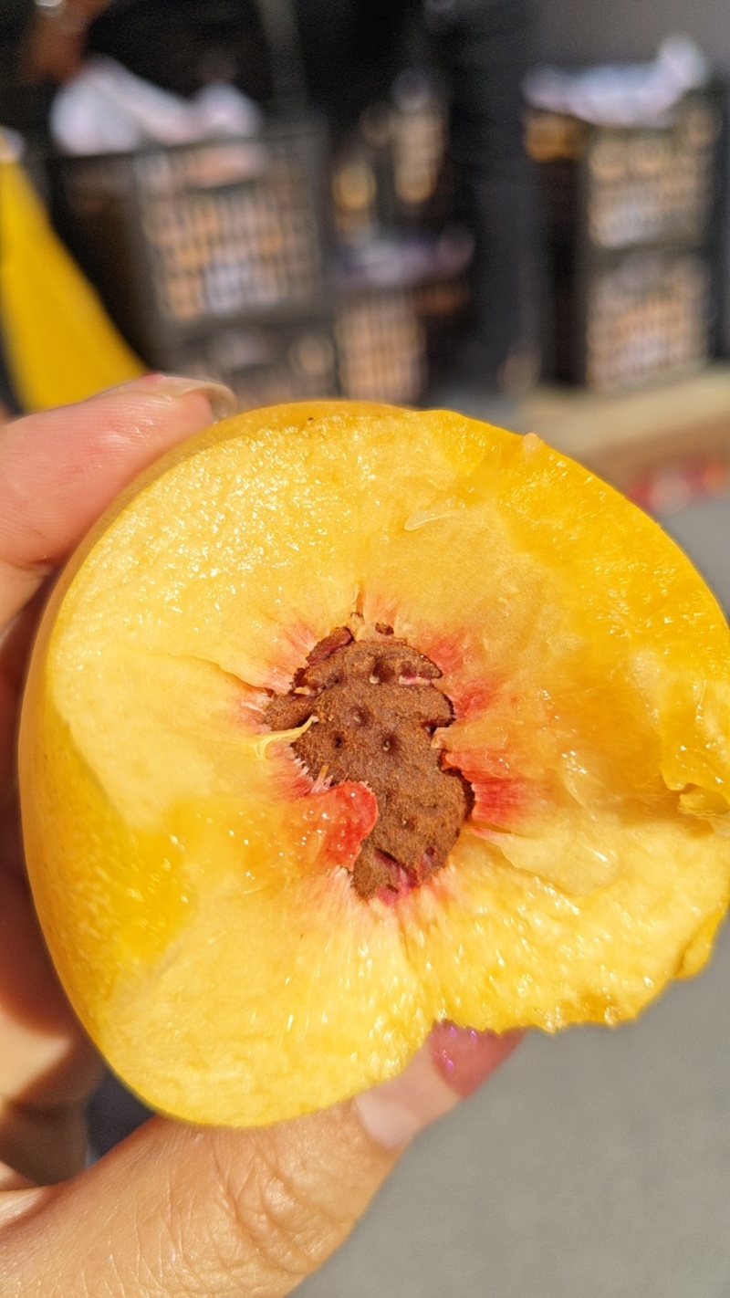 中油21离核黄油桃