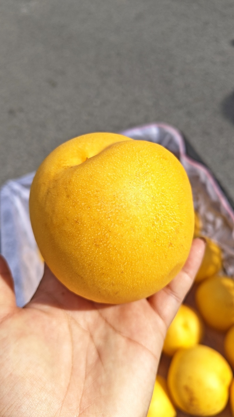中油21离核黄油桃