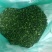 速冻荠菜，精品荠菜，东台荠菜，野生荠菜，野生荠菜。