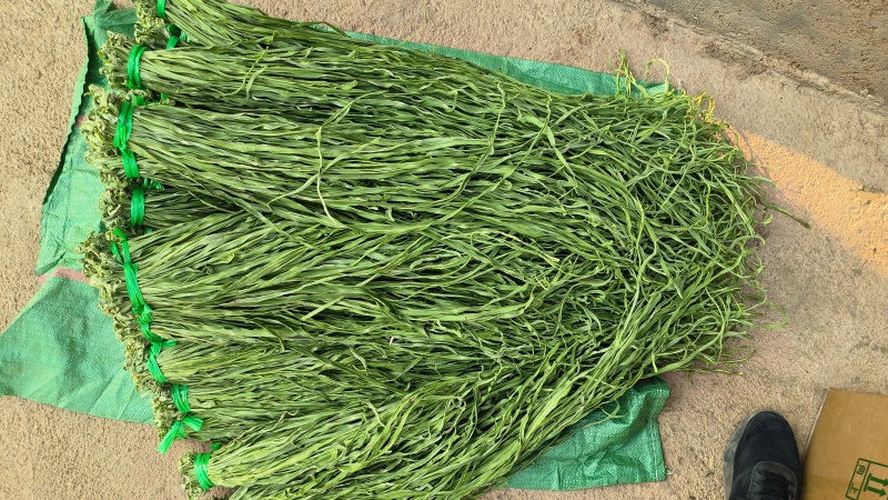云南大理贡菜干苔干产地直发一手货源品质保证可按要求定制