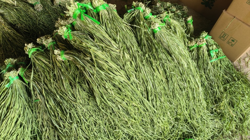 云南大理贡菜干苔干产地直发一手货源品质保证可按要求定制