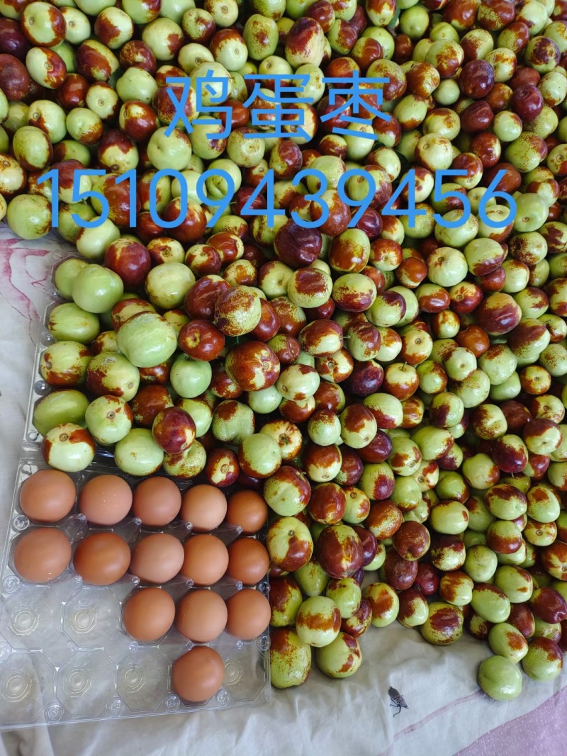 鲜枣热销甘肃新产地开园鲜枣脆枣嫁接大枣