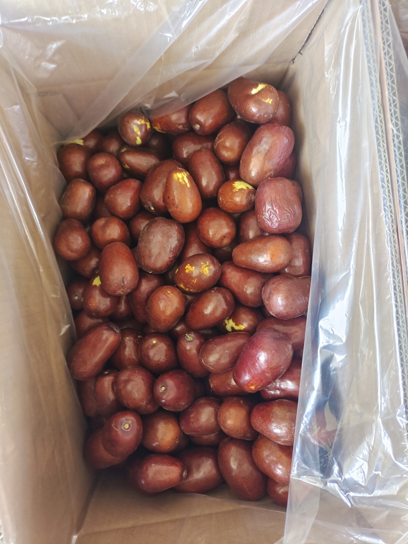 鲜枣热销甘肃新产地开园鲜枣脆枣嫁接大枣