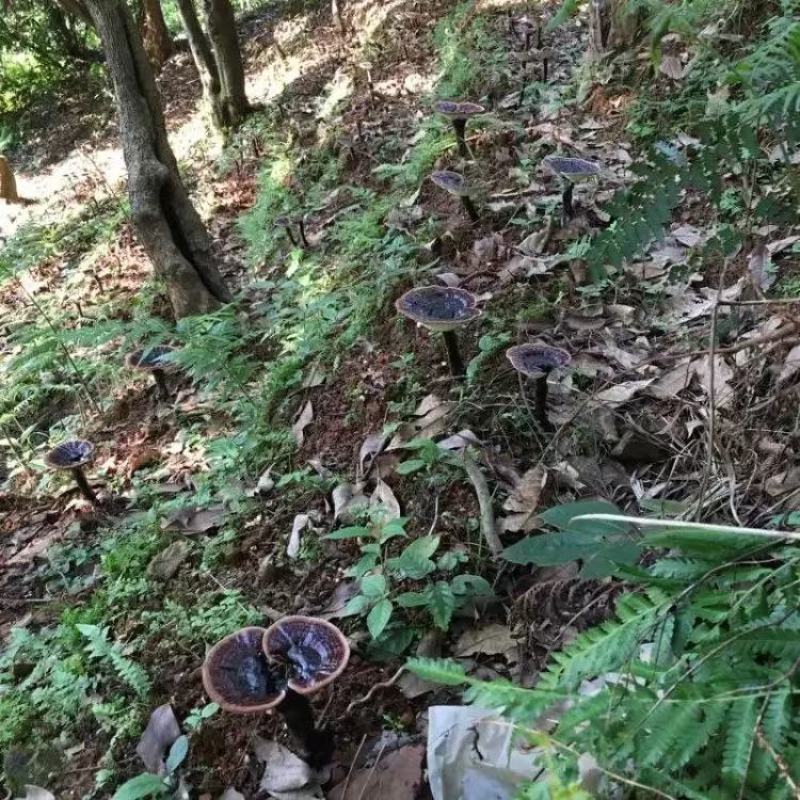 深山林下种植灵芝（粉灵芝）滋补养生，健康好礼！