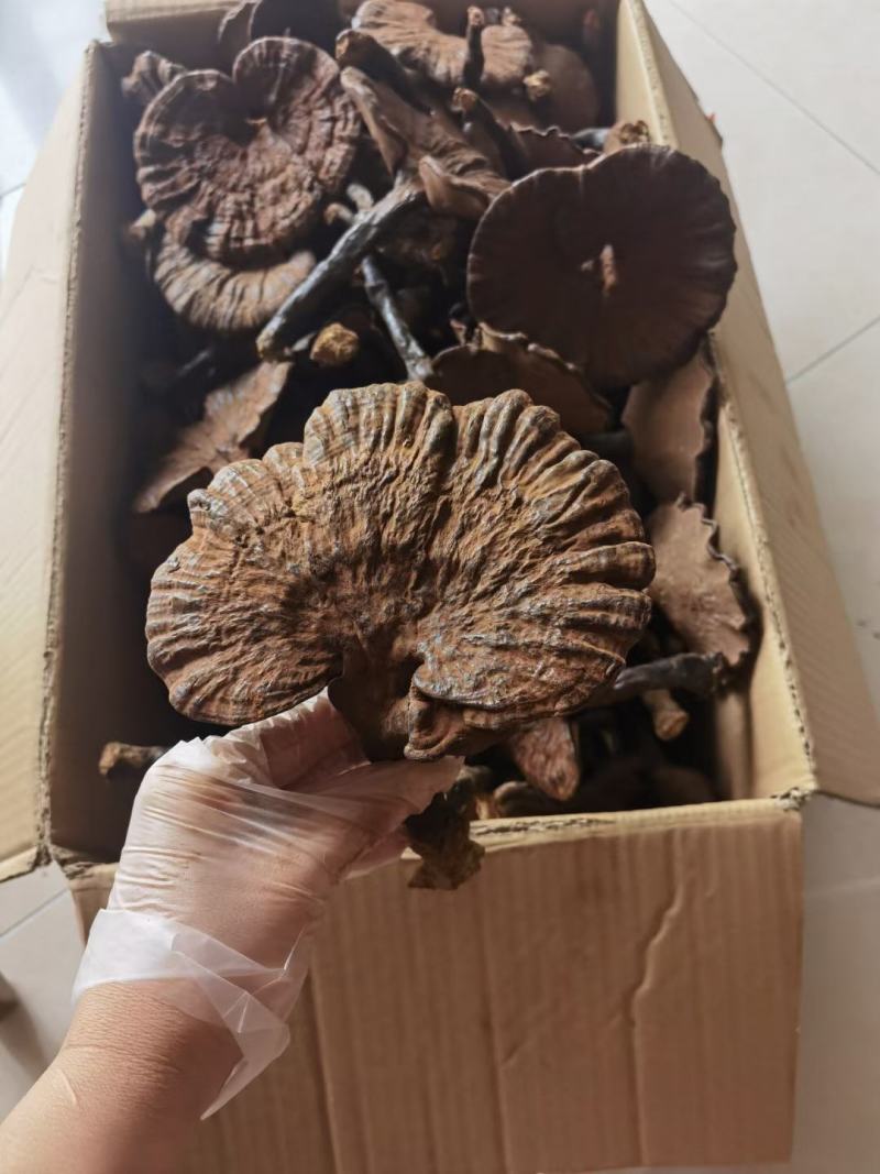 深山林下种植灵芝（粉灵芝）滋补养生，健康好礼！